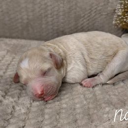 Nancy - Cream female Goldendoodle puppy in Eau Claire, Wisconsin from Fisher River Doodle's