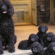 Irish Water Spaniels from Ballyhoo