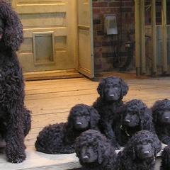 Irish Water Spaniels from Ballyhoo