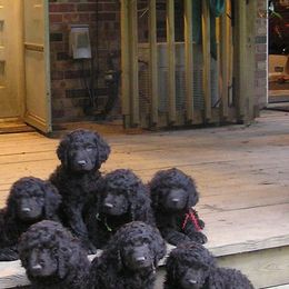 Irish Water Spaniels from Ballyhoo