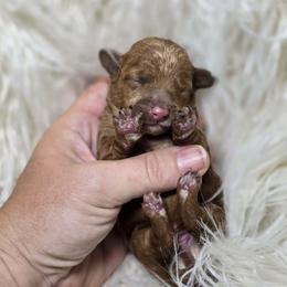 Champ (Toy Poodle) - Red  male Poodle puppy in West Point, Mississippi from Golden Paws
