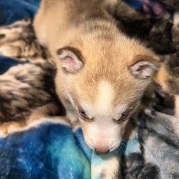 Siberian Husky Puppies from Feazell’s Siberian Huskies