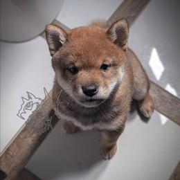 Oshan - Sesame male Shiba Inu puppy in California from WOLFOX shiba inu