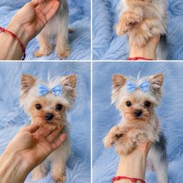 Ultra tiny Johny - Blue and gold male Yorkshire Terrier puppy in Miami, Florida from Natalias Tiny Puppies