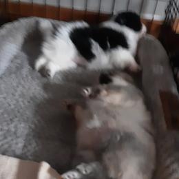 Pomeranian Puppies from Tonia's Pomeranians
