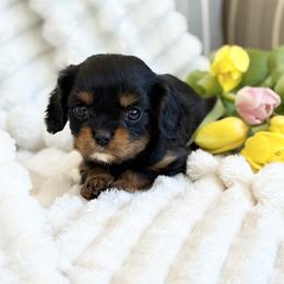Teddy - Black and tan male Cavalier King Charles Spaniel puppy in Draper, Utah from Cavachon Love Chocolate Cavaliers, Cavaliers, Cavachon’s, Cavapoos