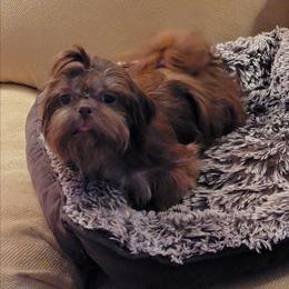 Little Red Rosie - Red female Shih Tzu puppy in Cartersville, Georgia from 100 Acre Woods Shih Tzu Plantation