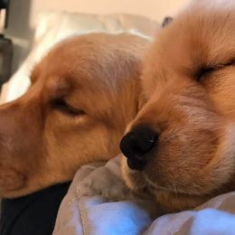 Golden Retrievers from Insignia Goldens