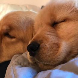 Golden Retrievers from Insignia Goldens