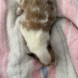 Honey - Sable merle and white female Shetland Sheepdog puppy in Kerville, Texas from Cedar Hill Kennels