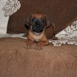 Blue - Rd whtn blk nose female Rhodesian Ridgeback puppy in Greenville, Ohio from Masai's Pride Rhodesian Ridgbacks
