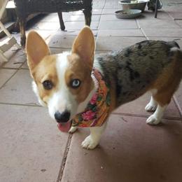 American Corgis and Pembroke Welsh Corgis from 101 Corgis