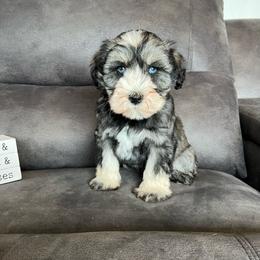 Lucy - Salt and pepper female Miniature Schnauzer puppy in Stuart, Iowa from Johnson Family Paws