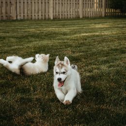 Siberian Husky Puppies from Polaire Siberians