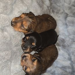 Dachshund Puppies from Tayten Roen