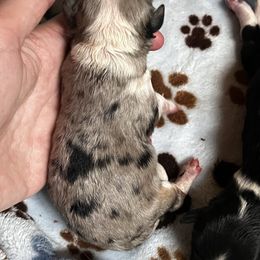 Patriot - Blue merle male Aussiedoodle puppy in Daphne, Alabama from Darling Australians