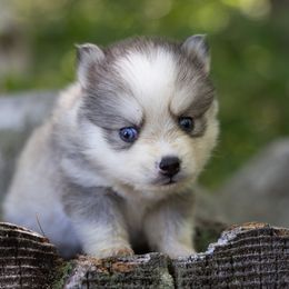 Hespera - Wolf sable female Pomsky puppy in Moultonborough, New Hampshire from Foxfire Arctic Spitz