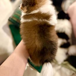 Pomeranian Puppies from ThePomPack