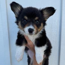 Cash - Black and tan male American Corgi puppy in Red Bluff, California from Circle T Livestock & K9 Co.