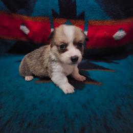 Grumpy - Sable male Pembroke Welsh Corgi puppy in Pilot Rock, Oregon from L2H Corgi's