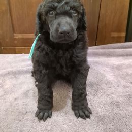 Maple (girl) - teal collar - Blue female Poodle puppy in Tullahoma, Tennessee from Peaceful Valley Poodles