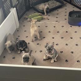 French Bulldog Puppies from Orderofthebulldogs, LLC