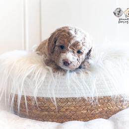 Bernedoodle and Goldendoodle Puppies from Hommel’s Mini Darling Doodles