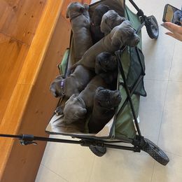 Boerboel and Cane Corso Puppies from DeCola’s Mastiff Paws