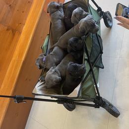 Boerboel and Cane Corso Puppies from DeCola’s Mastiff Paws