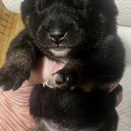 Gift Alpha Litter - Girl 3 (Pink Collar) Temporary Name: Kizuna - Black and tan female Shiba Inu puppy in Brecksville, Ohio from Shomaisou Shiba Inu