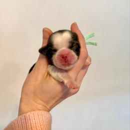 Romeo - Liver and white male Shih Tzu puppy in Stroud, Oklahoma from Laik’s Little Shihtz & Poms