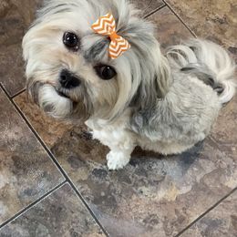 Assorted Doodle Crosses, Boxers, Havanese, and Havapoos from Lady Paws-Kara
