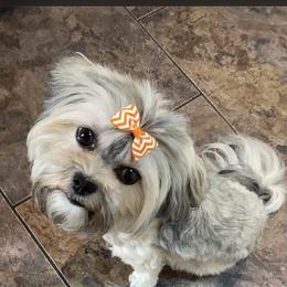 Assorted Doodle Crosses, Boxers, Havanese, and Havapoos from Lady Paws-Kara