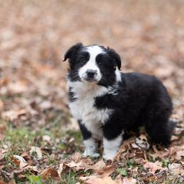 Miniature Australian Shepherd Puppies from Vineyard Ridge Mini Aussies