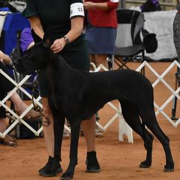 Great Danes from Dragon House Danes