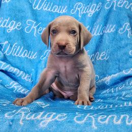 Liam - Silver gray male Weimaraner puppy in Kentucky from Willow Ridge Kennel