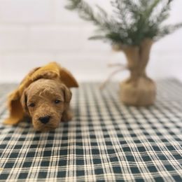 Goldendoodle Puppies from Proctor’s Petite Goldendoodles
