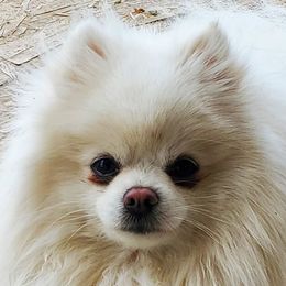 Pomeranians from Whitepine Pomeranians