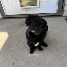 Havanese puppies from Havanese of Claverack and Hudson Valley Labradors