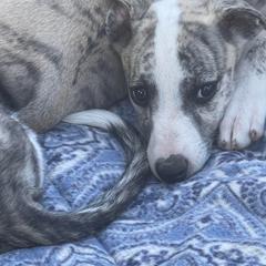 Saluki and Whippet Puppies from Aeolus Salukis & Whippets