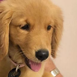 Golden Retrievers from Precious Golden Retrievers