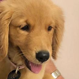 Golden Retrievers from Precious Golden Retrievers