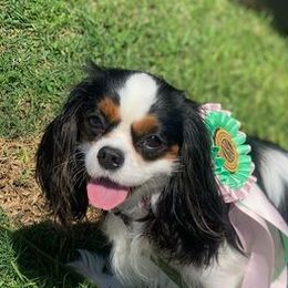 Cavalier King Charles Spaniels from Linda Whitmire's Cavalier King Charles Spaniels