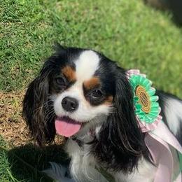 Cavalier King Charles Spaniels from Linda Whitmire's Cavalier King Charles Spaniels