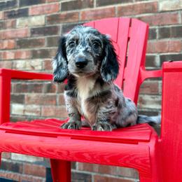 Tofu - Dapple male Dachshund puppy in Westport, Kentucky from Lonestar Creek Farm