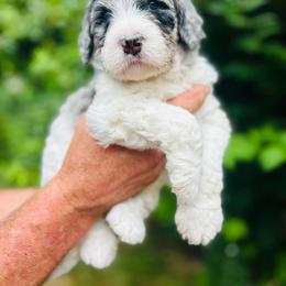 Elle - Merle female Bernedoodle puppy in Natural Bridge, Virginia from Rockbridge Puppies