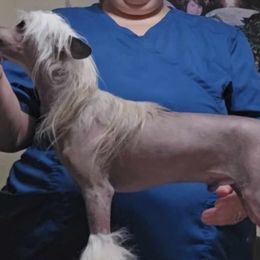 Chinese Cresteds and Poodles from Rhapsody Poodles & Cresteds