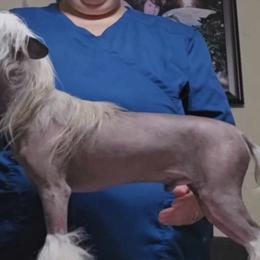 Chinese Cresteds and Poodles from Rhapsody Poodles & Cresteds
