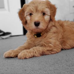 Aussiedoodle and Bernedoodle Puppies from Color Country Doodles