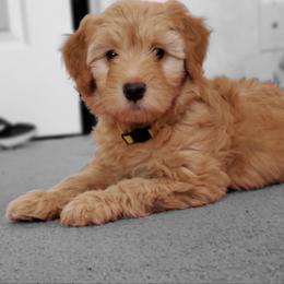 Aussiedoodle and Bernedoodle Puppies from Color Country Doodles